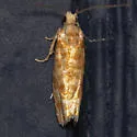 Wenzel's Pitch-blister Moth - Hodges#2891 - photo 5