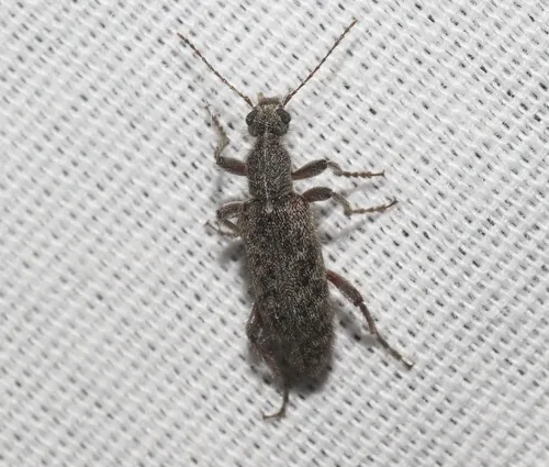 Retocomus constrictus