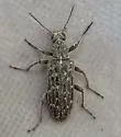 Retocomus murinus