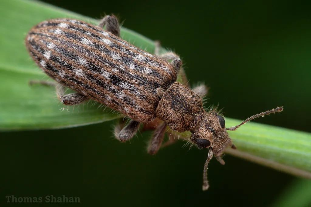 Retocomus wildii - photo 2