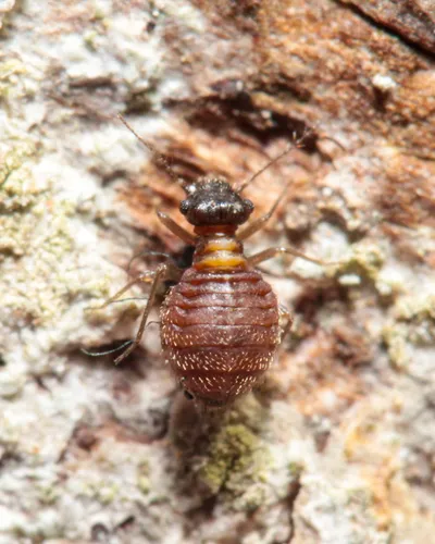 Reuterella helvimacula