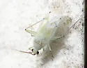 Reuteria bifurcata