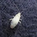 Reuteria bifurcata - photo 2