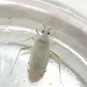 Reuteria bifurcata - photo 3