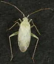 Reuteria bifurcata - photo 5