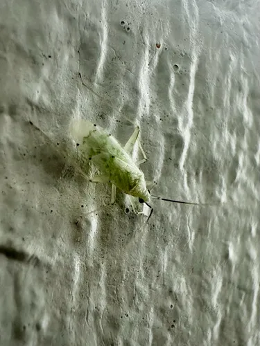 Reuteria fuscicornis