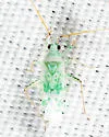 Reuteria irrorata - photo 2