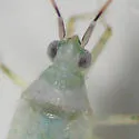 Reuteria querci - photo 2
