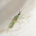 Reuteria querci - photo 3