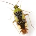 Reuteroscopus basicornis - Reuteroscopus basicornis