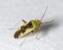 Reuteroscopus femoralis