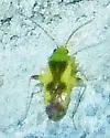 Reuteroscopus femoralis - photo 5