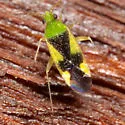 Reuteroscopus ornatus