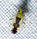 Reuteroscopus ornatus - photo 3