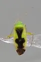 Reuteroscopus ornatus - photo 4