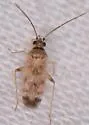 Reuteroscopus tinctipennis