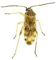 Reuteroscopus tinctipennis - photo 2