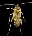 Reuteroscopus tinctipennis - photo 3