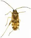 Reuteroscopus tinctipennis - photo 4