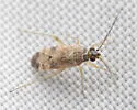 Reuteroscopus tinctipennis - photo 5
