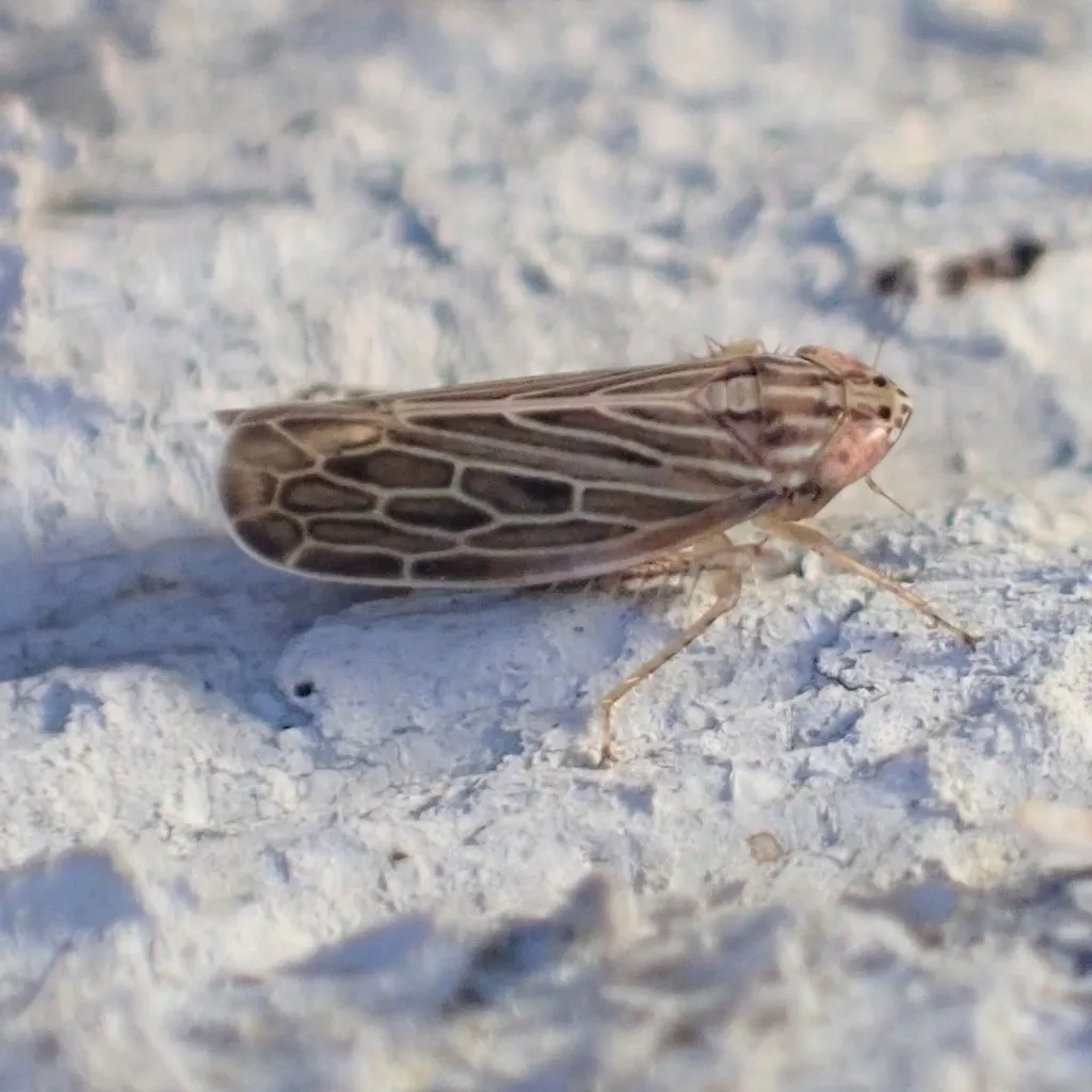 Reventazonia lawsoni - photo 2