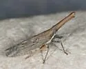 Rhabdocephala brunnea