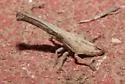 Rhabdocephala brunnea - photo 2