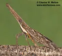Rhabdocephala brunnea - photo 5