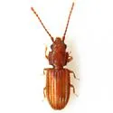 Rhabdophloeus horni