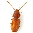 Rhabdophloeus horni - photo 2