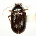 Rhabdopterus bottimeri - Rhabdopterus bottimeri