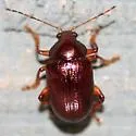 Rhabdopterus deceptor