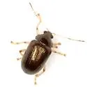 Rhabdopterus deceptor - photo 2