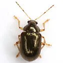 Rhabdopterus deceptor - photo 3