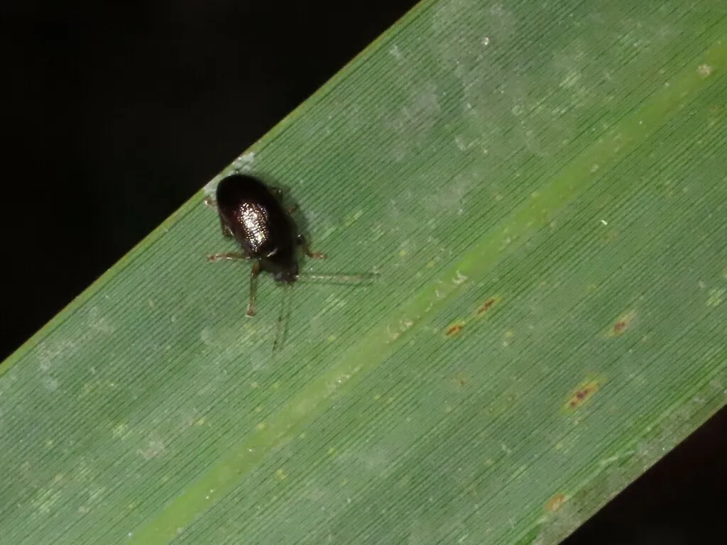 Rhabdopterus picipes