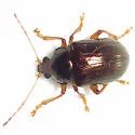 Rhabdopterus praetextus