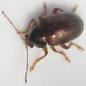 Rhabdopterus praetextus - photo 2