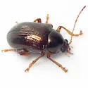Rhabdopterus praetextus - photo 3