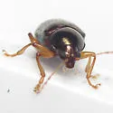 Rhabdopterus praetextus - photo 4