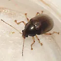 Rhabdopterus praetextus - photo 5