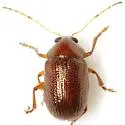 Rhabdopterus weisei