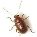 Rhabdopterus weisei - photo 2