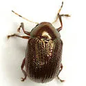 Rhabdopterus weisei - photo 3