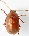 Rhabdopterus weisei - photo 5