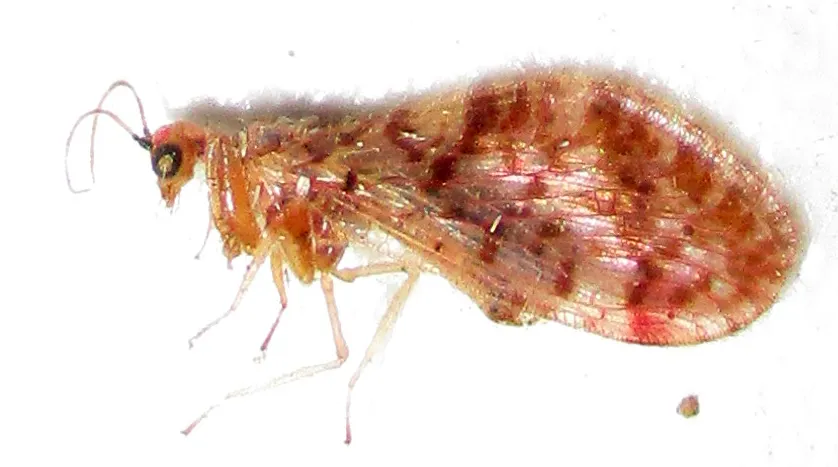 Thorny Lacewings - photo 3
