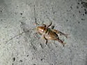 Coast Sand-treader Cricket - photo 2