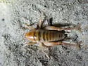 Coast Sand-treader Cricket - photo 3