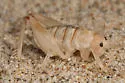 Coast Sand-treader Cricket - photo 5