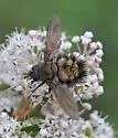 Rhachoepalpus olivaceus