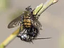 Rhachoepalpus olivaceus - photo 2